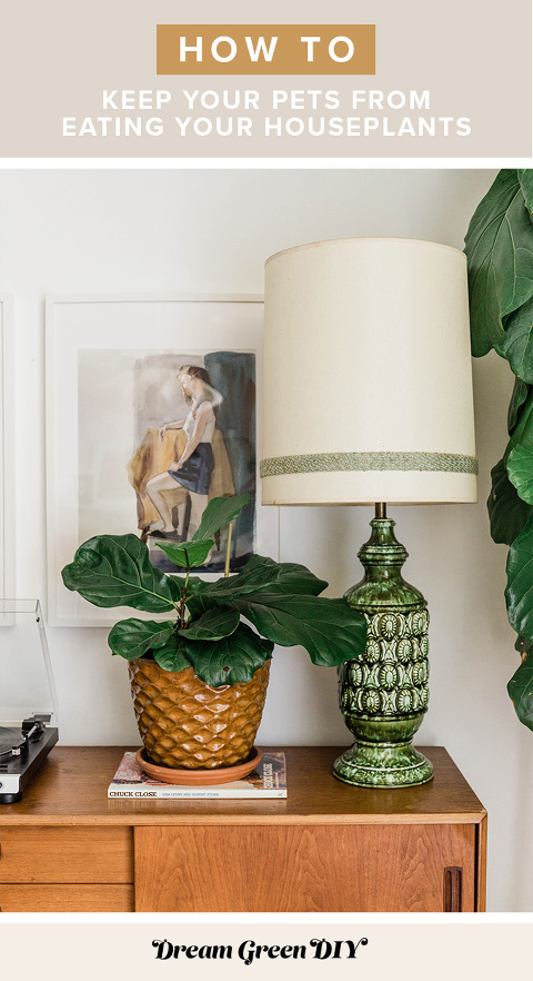 https://www.dreamgreendiy.com/?pp_route=%2Fimage-resize&path=nBnaukTMwITL0J3boNVLvRVL39GStQ3clJXZ05WaQ9Cdz9GctcDM5UTNtETMvgDMvAjMwIjf&width=480