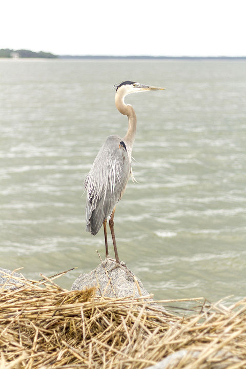 Vacationing on Hilton Head Island, SC | Dream Green DIY