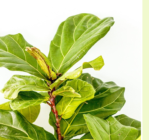 Instagram Snapshot: Fiddle Leaf Fig | Dream Green DIY