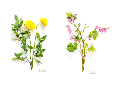 Printable Live Botanical Artwork | Dream Green DIY