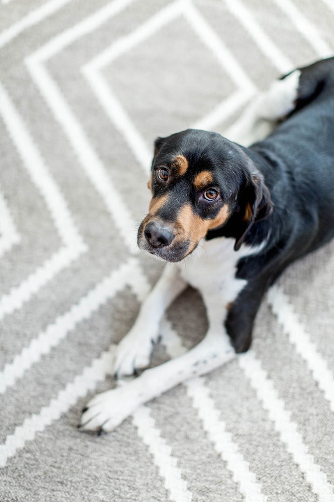 Keep dog out of cat food top