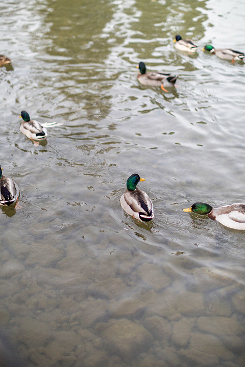 Spending The Day With Ducks At Gypsy Hill Park | dreamgreendiy.com