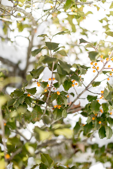 A Winter Walk Through @colonialwmsburg | dreamgreendiy.com