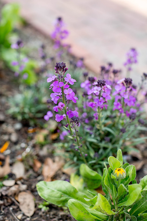 Springtime In Colonial Williamsburg | Dream Green DIY