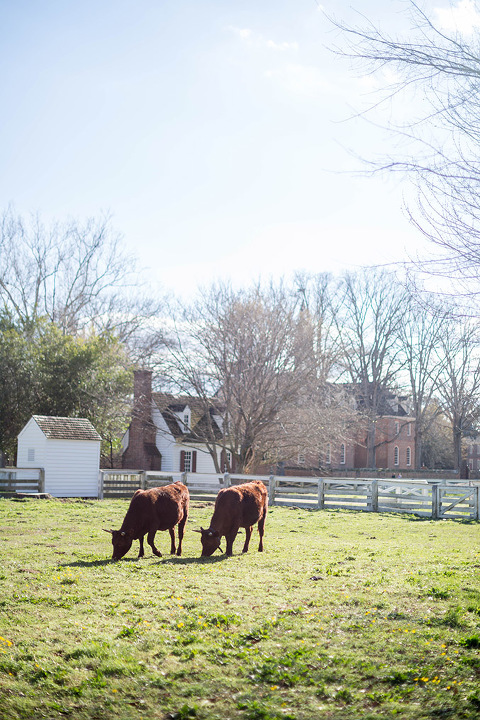 Springtime In Colonial Williamsburg | Dream Green DIY