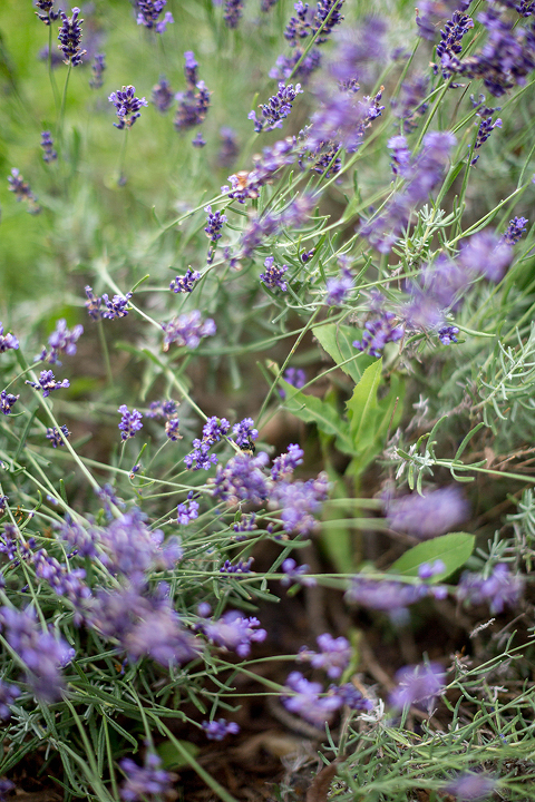 Homemade Lavender Syrup For Lemonade | dreamgreendiy.com