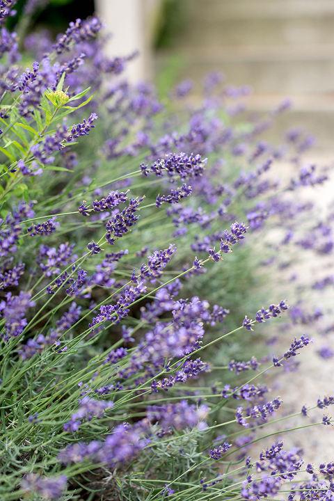 Homemade Lavender Syrup For Lemonade | dreamgreendiy.com