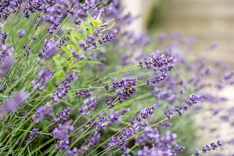 A Recipe For Lemon Lavender Muffins | dreamgreendiy.com