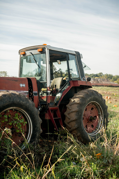 Thanksgiving Pumpkin Patch Picking