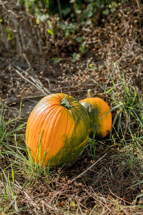 Thanksgiving Pumpkin Patch Picking