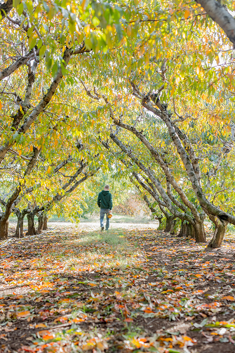 Thanksgiving Pumpkin Patch Picking