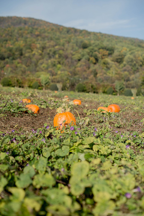 Thanksgiving Pumpkin Patch Picking