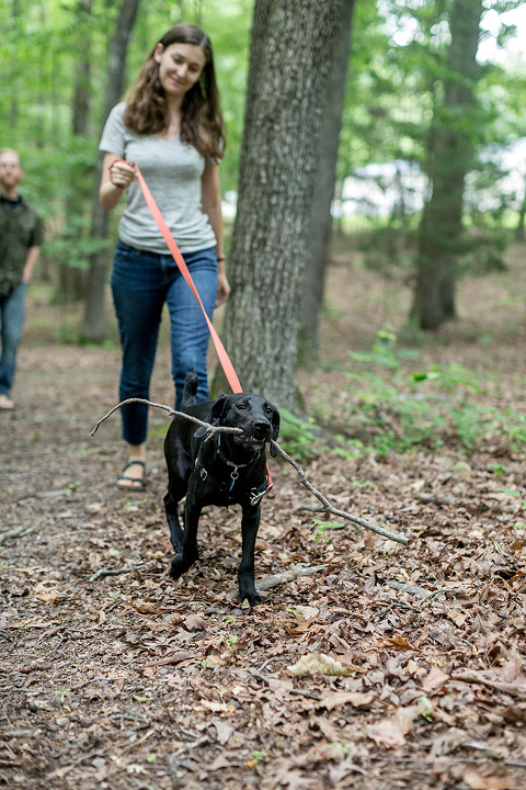 6 Tips For Training An Energetic Puppy