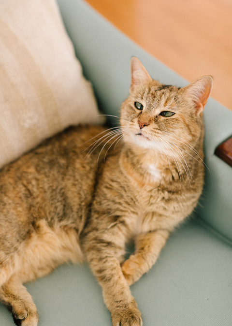 How To Minimize Pet Odors In A Home