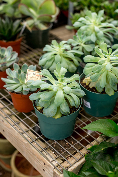 How To Care For Indoor Succulents