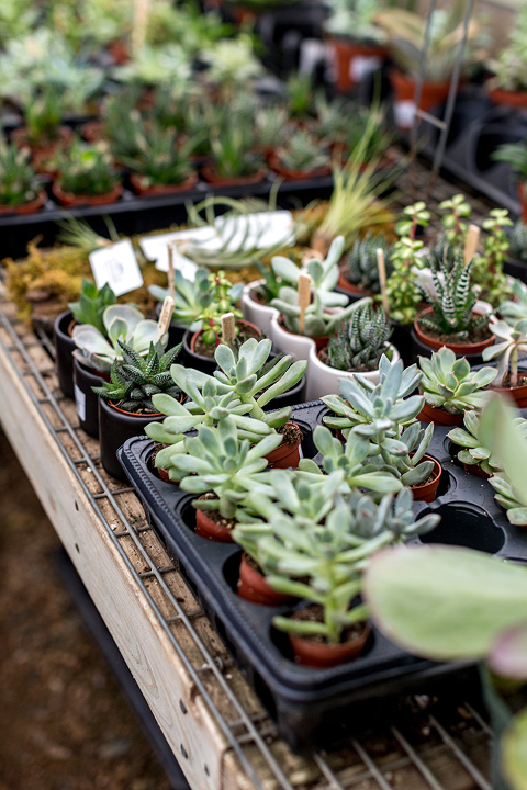 How To Care For Indoor Succulents