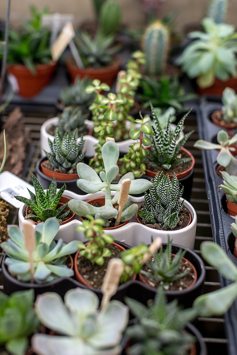 How To Care For Indoor Succulents