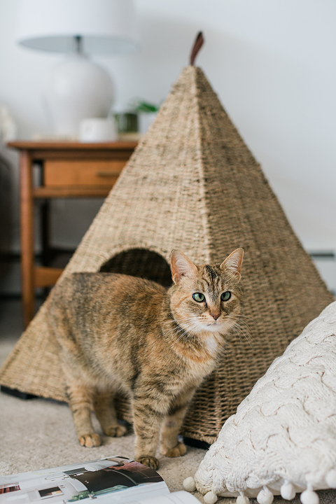 How We Keep Our Home Clean With Pets