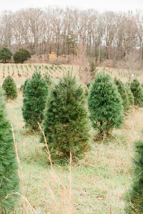 Our Day At The Christmas Tree Farm