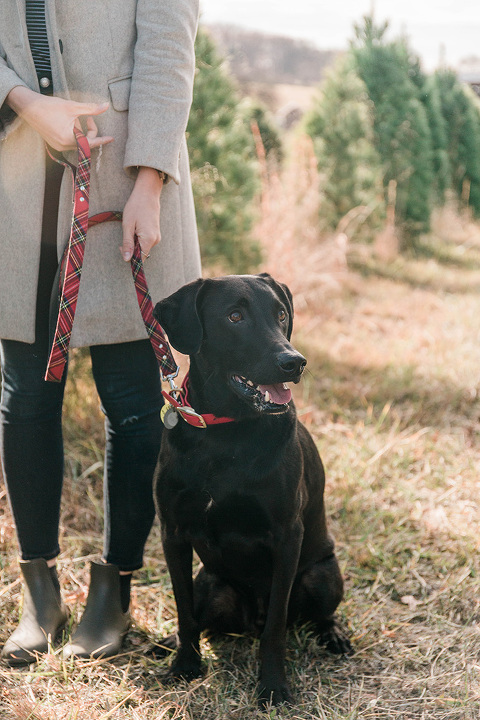 Black lab dog