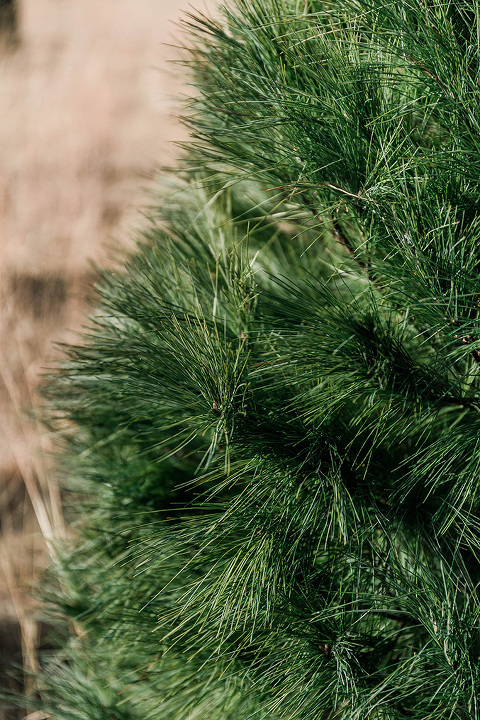 Christmas tree farm