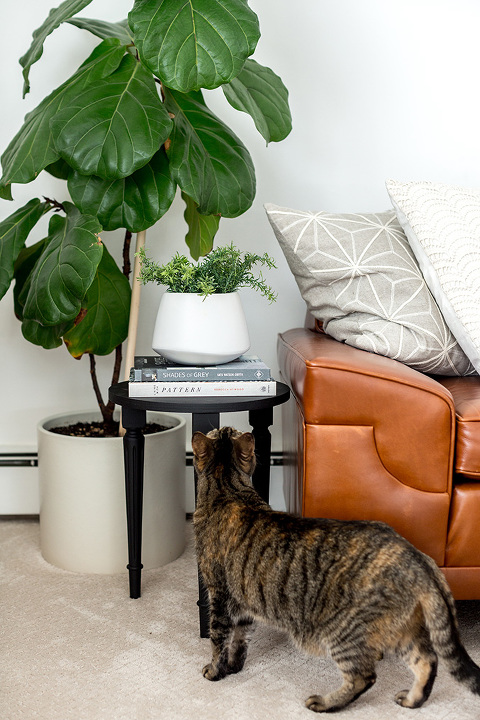 Fiddle leaf fig plant