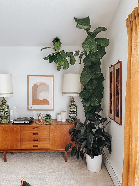 How to Train a Fiddle Leaf Fig Tree