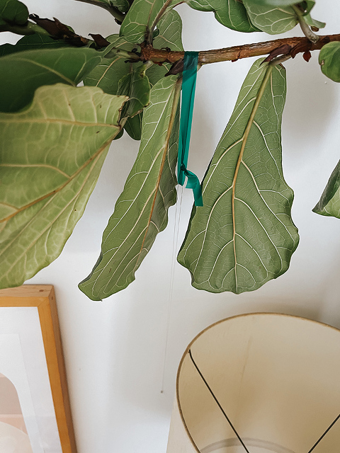 How to Train a Fiddle Leaf Fig Tree