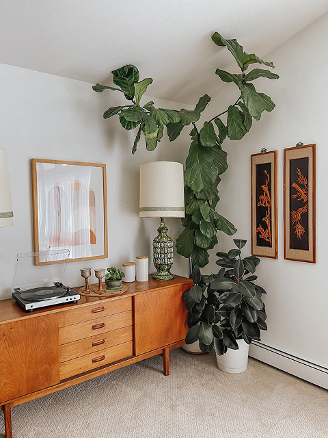 How to Train a Fiddle Leaf Fig Tree