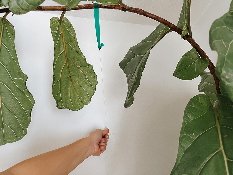 Fiddle Leaf Fig Tree Care Tips