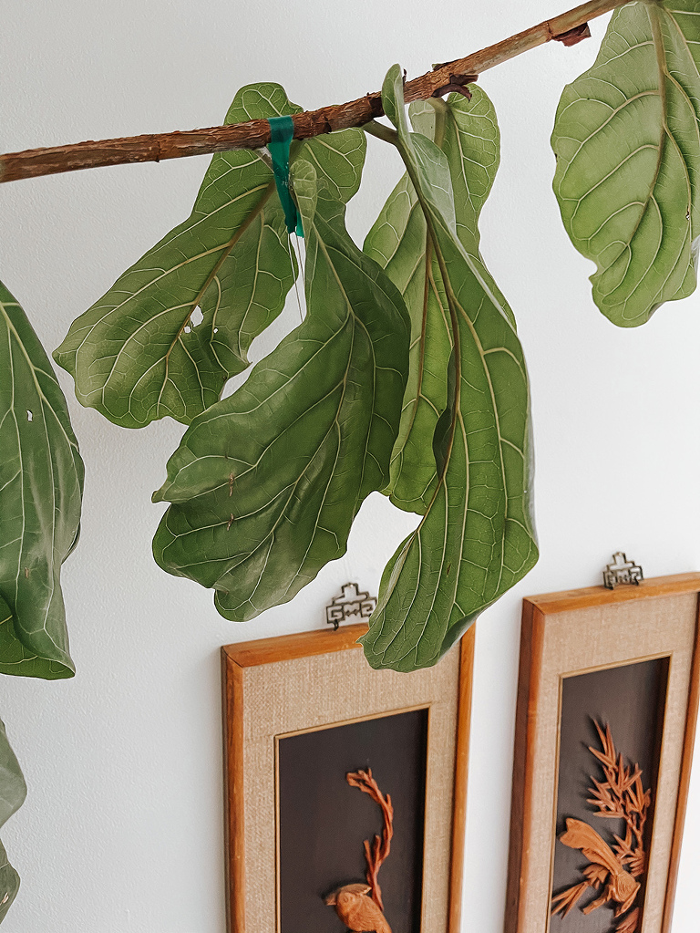 Fiddle Leaf Fig Tree Care Tips