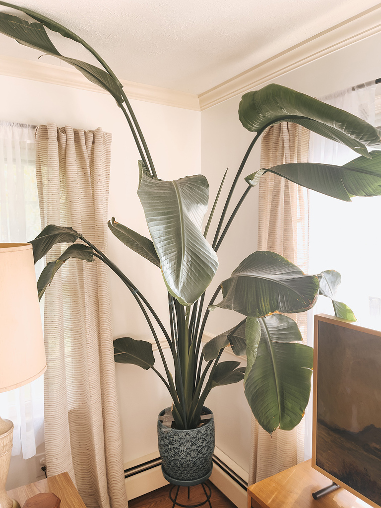 Bird Of Paradise Plant Care Tips