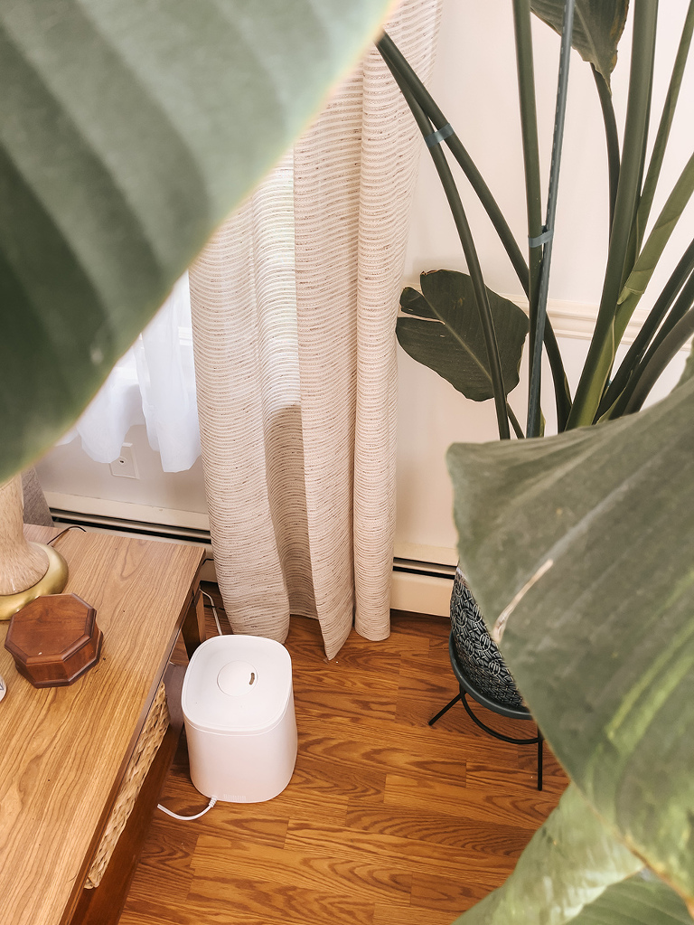 Bird Of Paradise Plant Care Tips