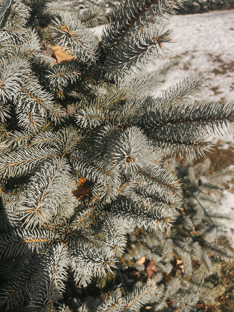 DIY Foraged Christmas Wreath Decorating