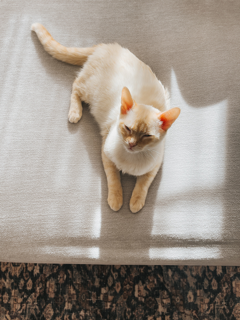 New Pet-Proof Chenille Couch Covers