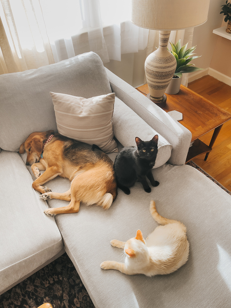 New Pet-Proof Chenille Couch Covers
