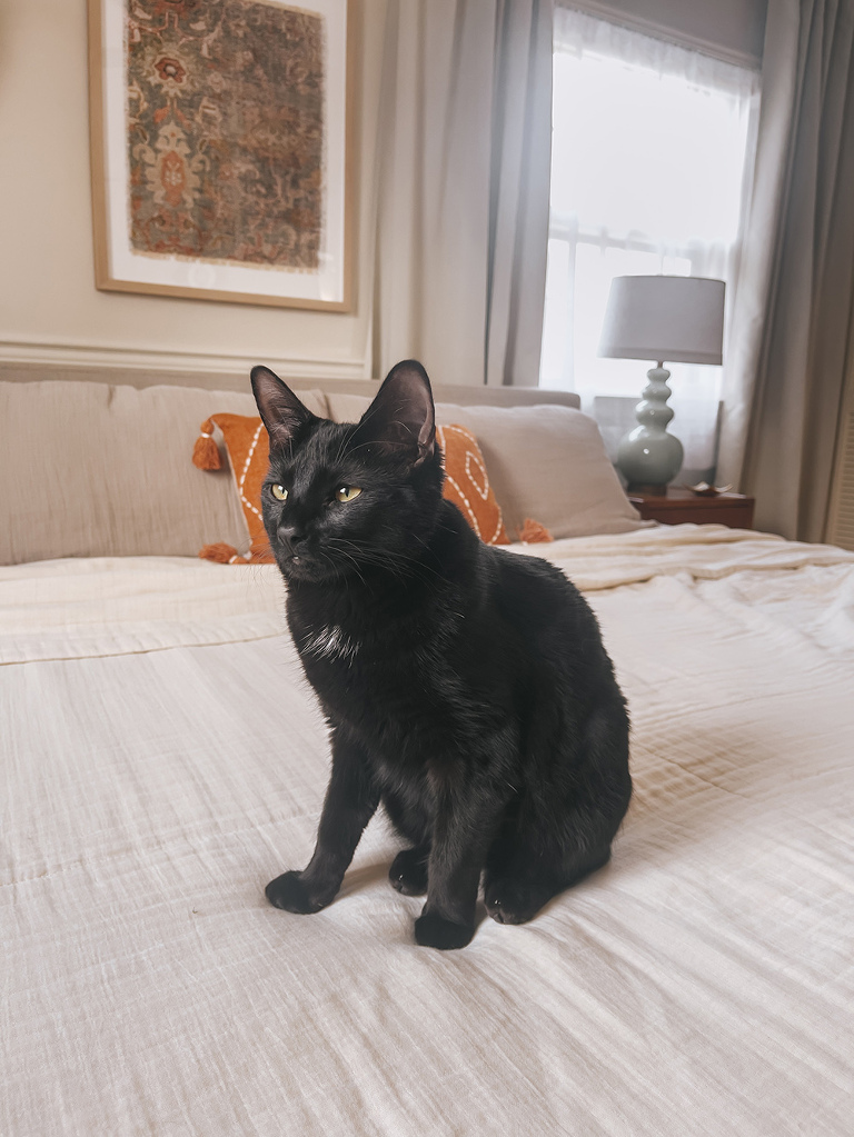 How To Master European Bed Styling | dreamgreendiy.com + @muslincomfort #muslincomfort #ad (Pssst...Save 26% on your own eco-friendly #muslincomfort order with my code “CARRIE26” 🧡👌🏼⭐️)