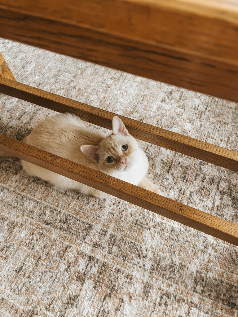 How To Pet-Proof Your Dining Room