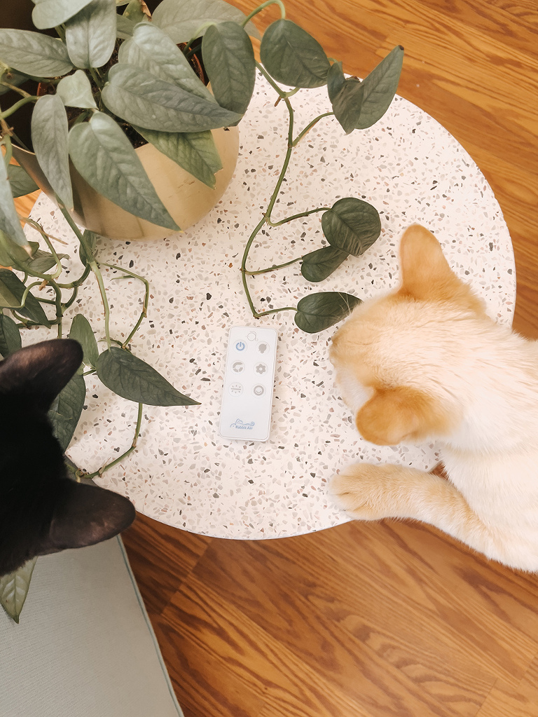 Rabbit Air MinusA2 Air Purifier Review | dreamgreendiy.com + @rabbitair (ad/gifted)
