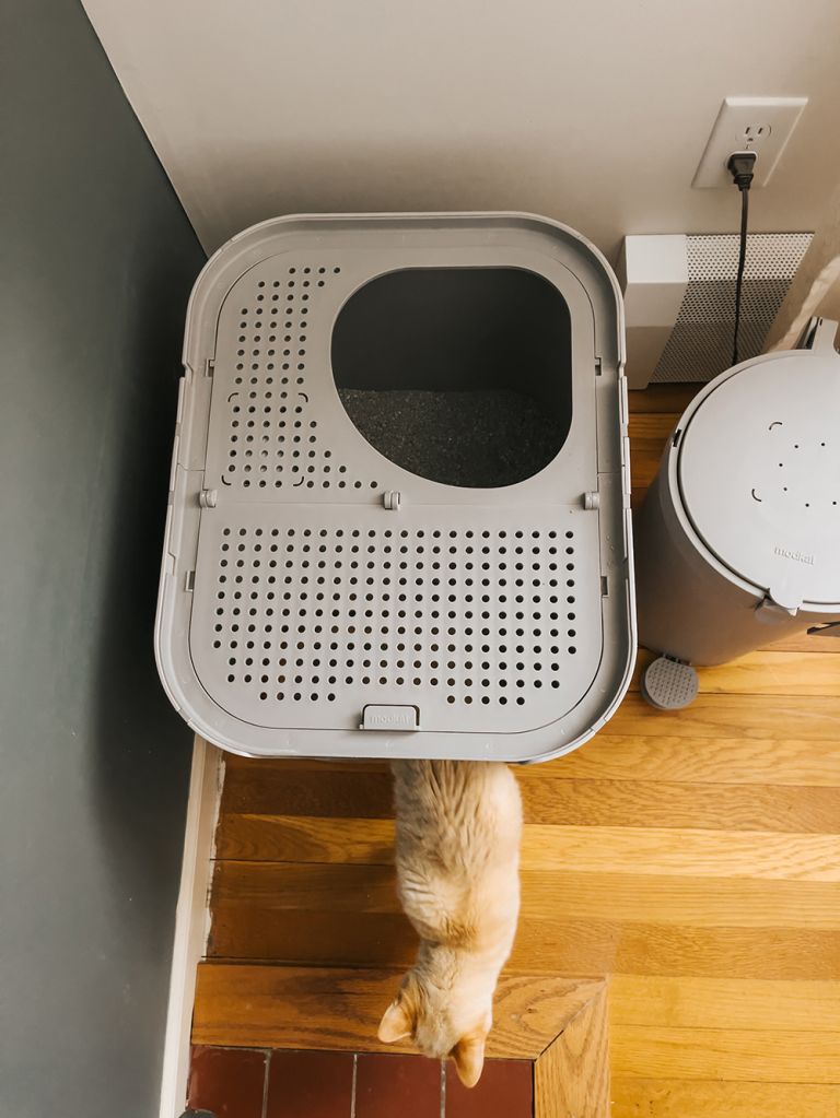 The Best Cat Litter Box Air Purifier | dreamgreendiy.com + #SUNSTARQAIS (ad/gifted)