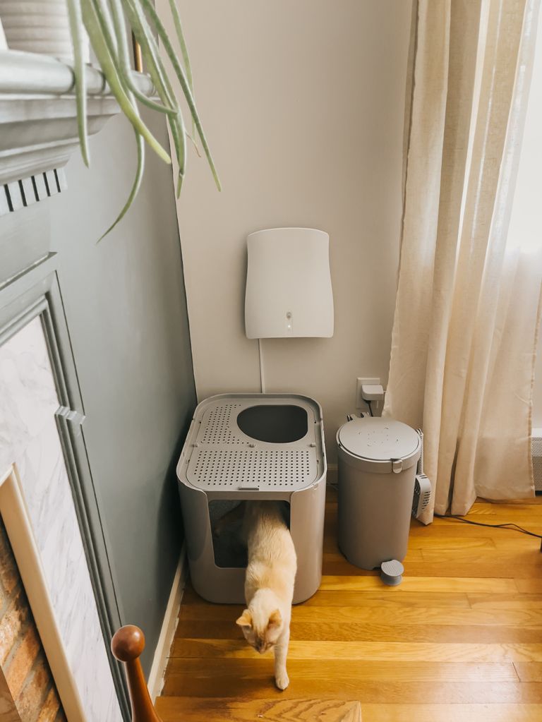 The Best Cat Litter Box Air Purifier | dreamgreendiy.com + #SUNSTARQAIS (ad/gifted)