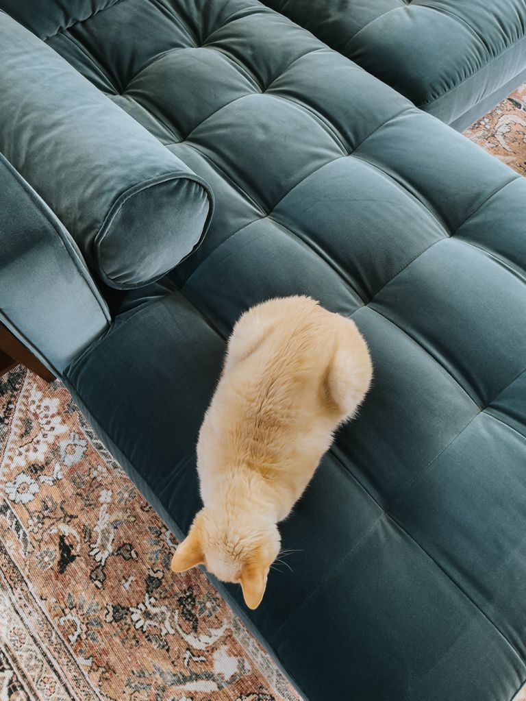 How To Choose Pet-Friendly Furniture | dreamgreendiy.com + @article (ad/gifted) #OurArticle #SvenSectional