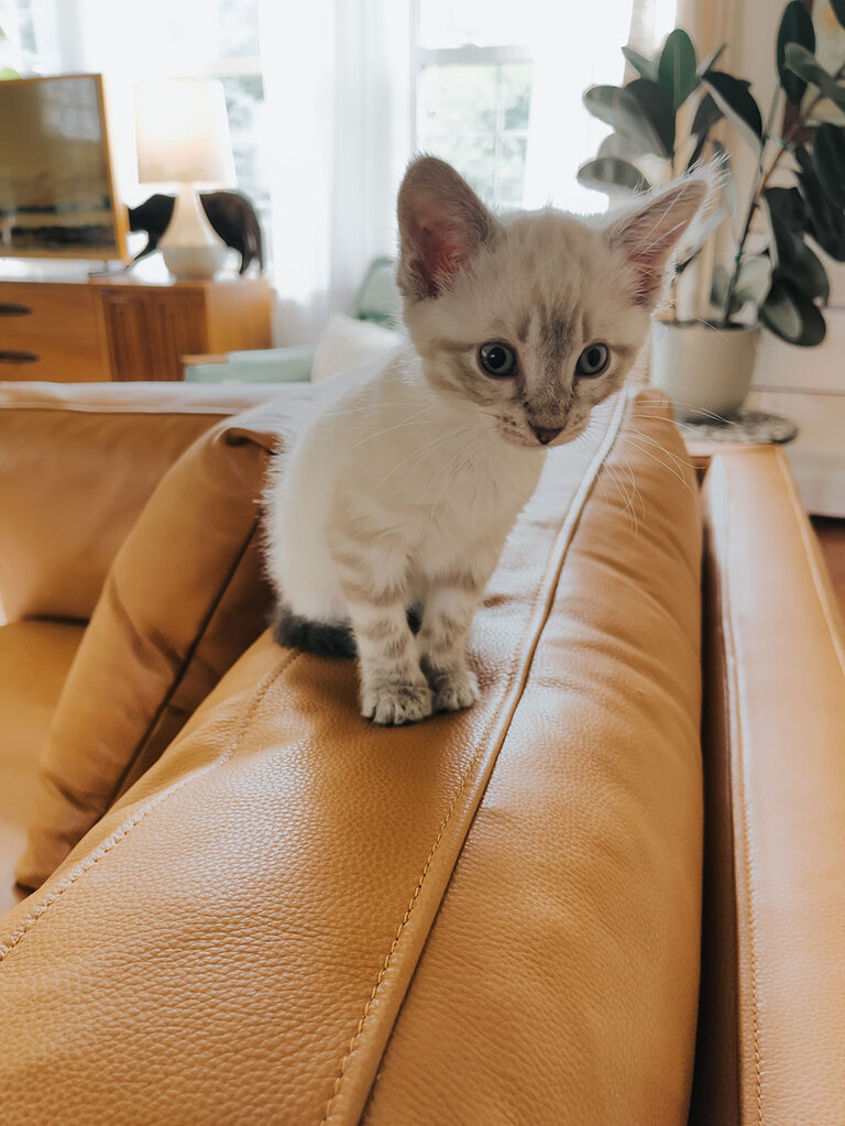 Lynx Point Siamese Kitten Rescue Pet Adoption Story