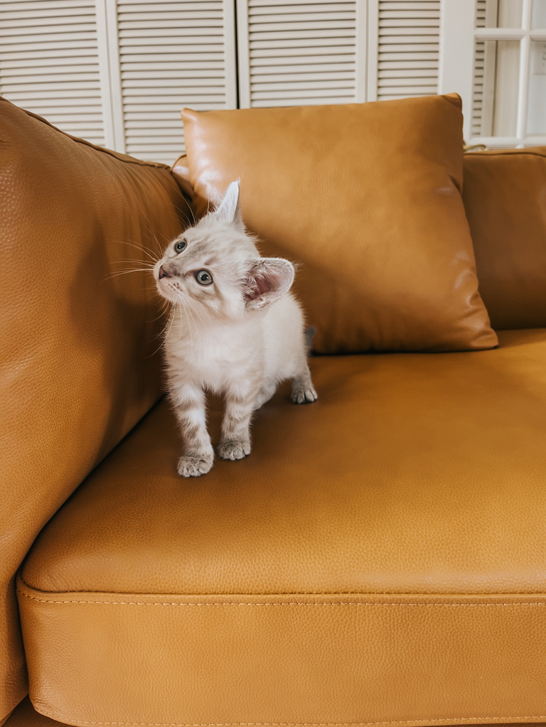 Valencia Leather Sofa Review