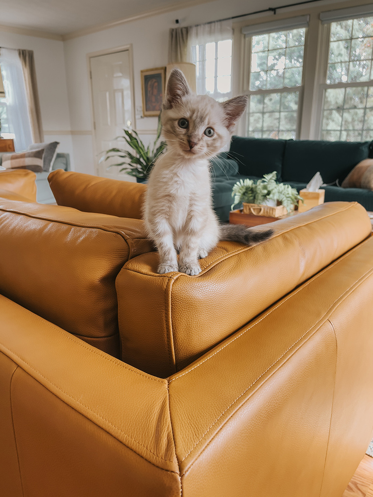 Valencia Leather Sofa Review