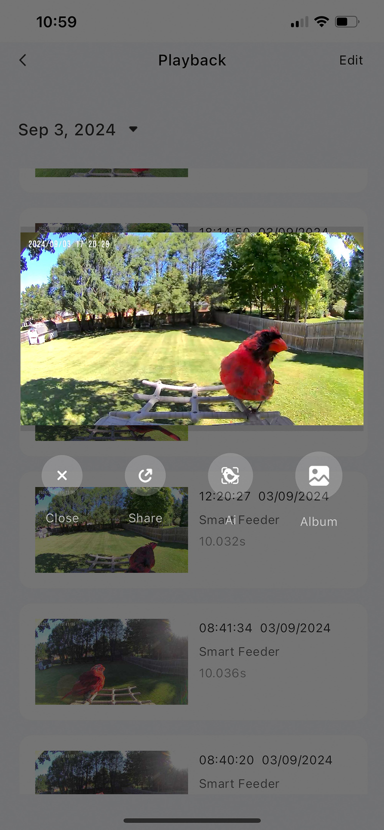 PeckPerk Smart Bird Feeder Review | dreamgreendiy.com + @peckperkllc (ad/gifted)