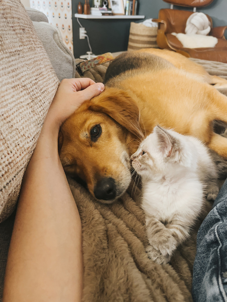 Lynx Point Siamese Kitten Rescue Pet Adoption Story