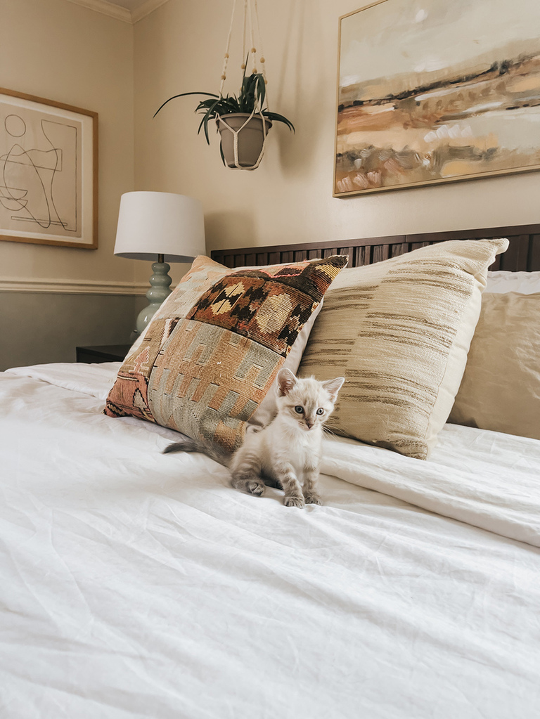 Lynx Point Siamese Kitten Rescue Pet Adoption Story