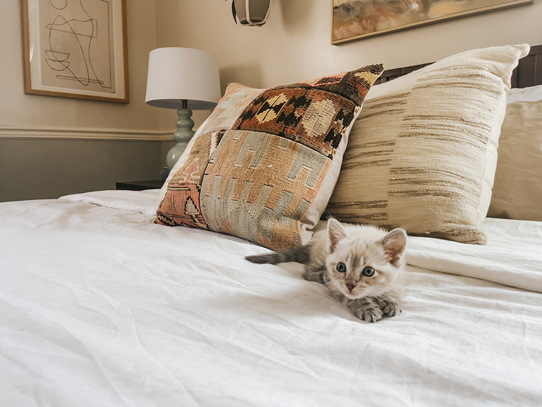 Lynx Point Siamese Kitten Rescue Pet Adoption Story