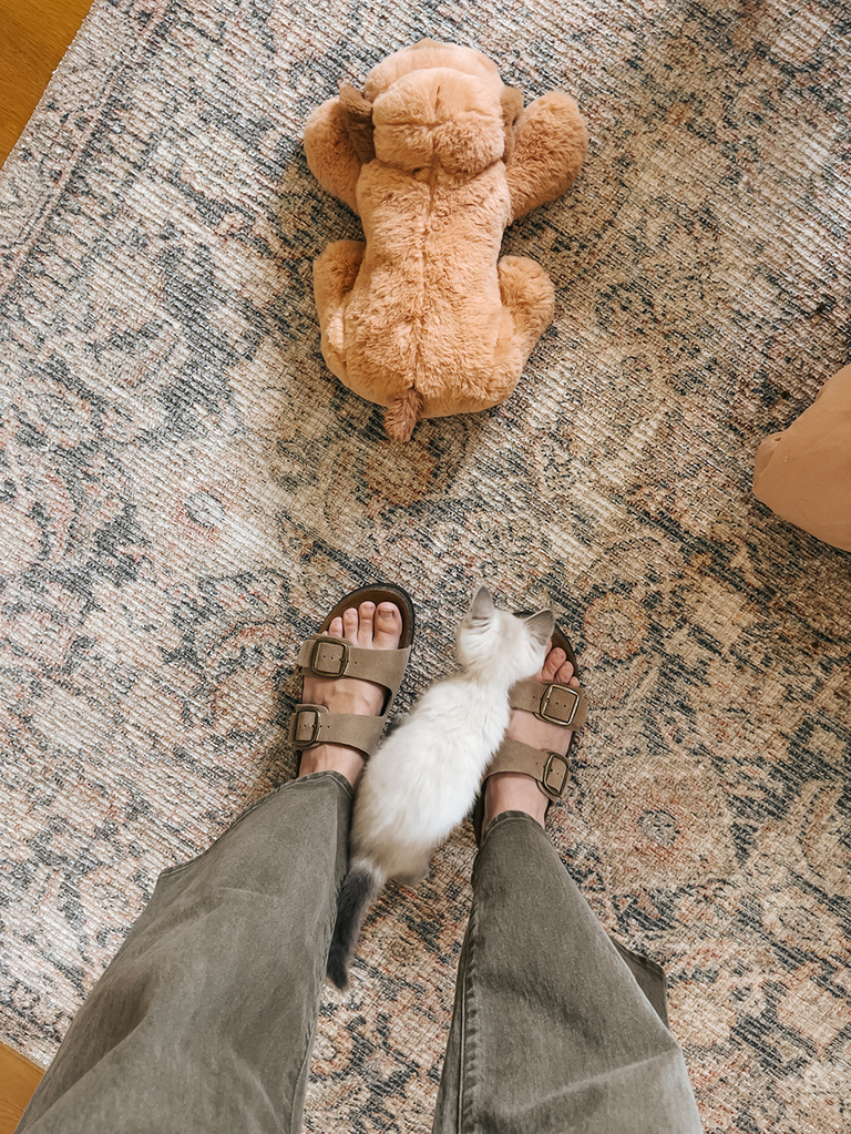 Lynx Point Siamese Kitten Rescue Pet Adoption Story